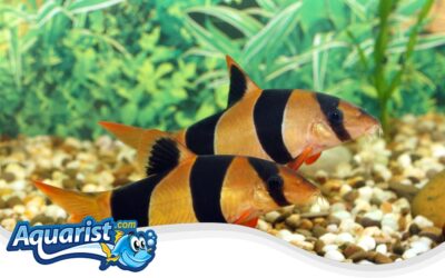 Clown Loach