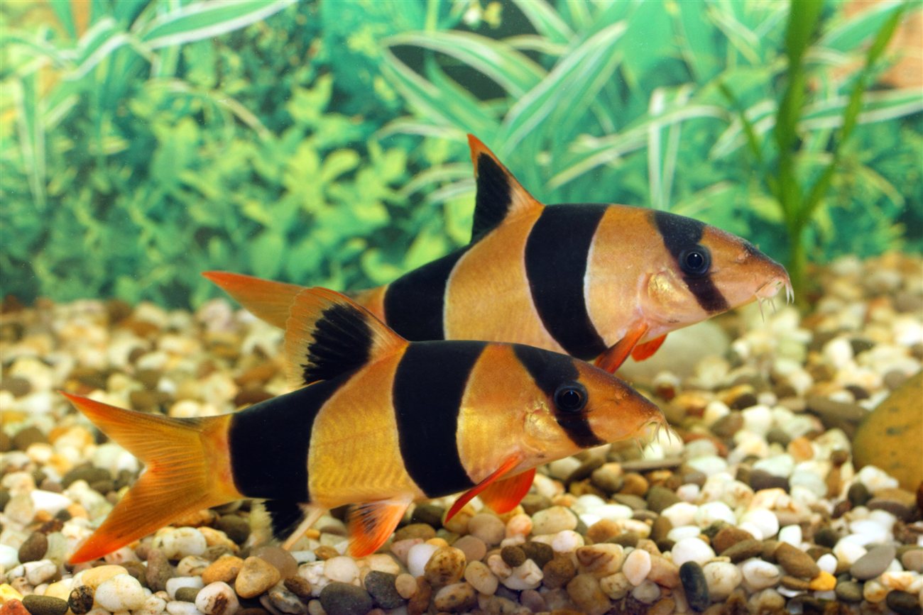 Clown Loach – Chromobotia macracanthus Clown Loach (Chromobotia macracanthus) in a freshwater aquarium