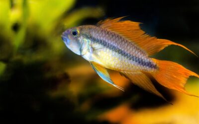 Cockatoo Dwarf Cichlid