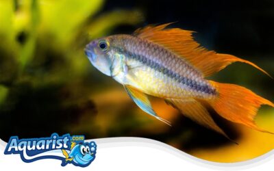 Cockatoo Dwarf Cichlid