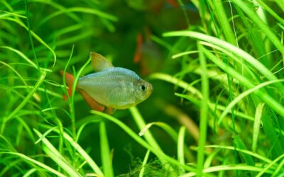 Colombian Tetra