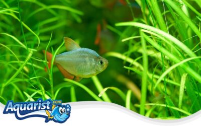 Colombian Tetra