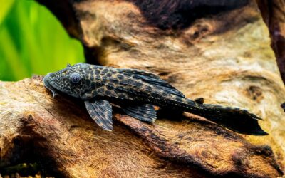 Common Pleco