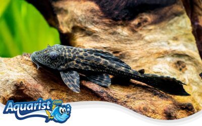 Common Pleco