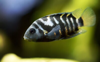 Convict Cichlid
