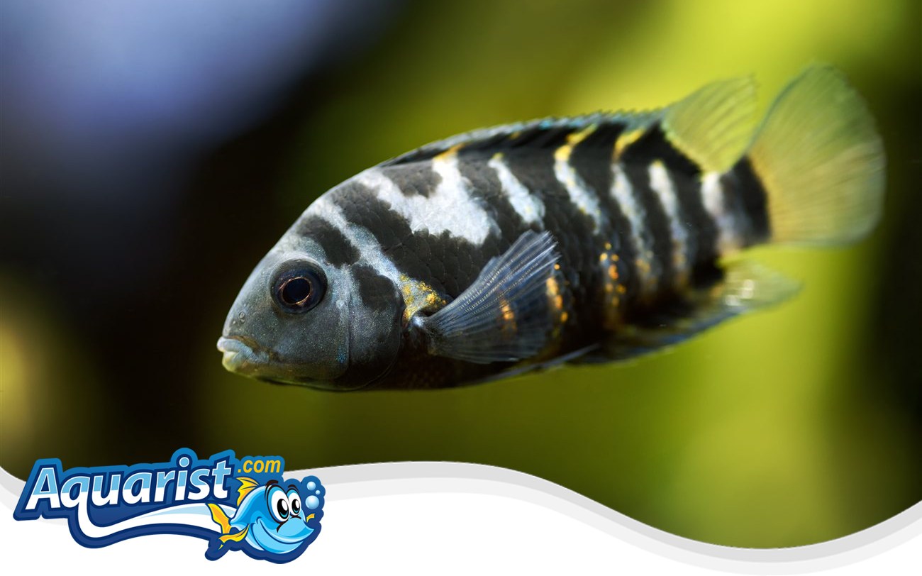 Convict Cichlid – Amatitlania nigrofasciata Convict Cichlid (Amatitlania nigrofasciata) in a freshwater aquarium