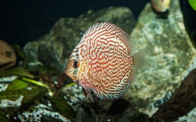 Discus