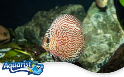 Discus