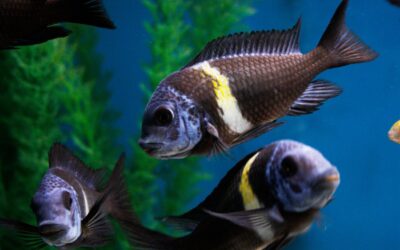Duboisi Cichlid