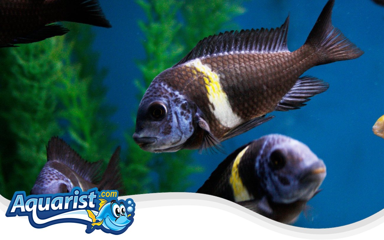 Duboisi Cichlid – Tropheus duboisi Duboisi Cichlid (Tropheus duboisi) in a freshwater aquarium