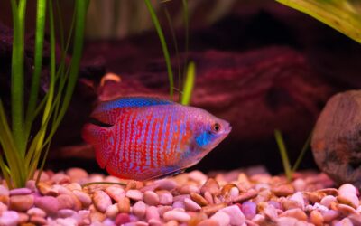 Dwarf Gourami