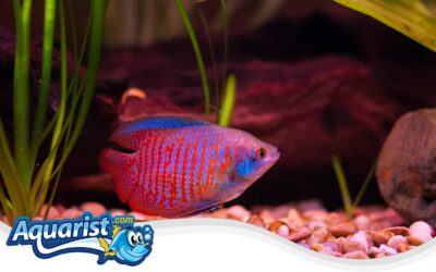 Dwarf Gourami