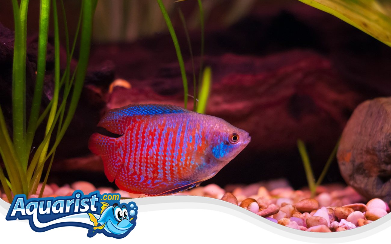 Dwarf Gourami – Trichogaster lalius Dwarf Gourami (Trichogaster lalius) in a freshwater aquarium