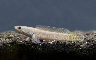 Dwarf Snakehead