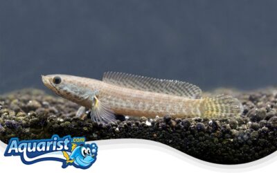 Dwarf Snakehead
