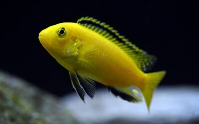 Electric Yellow Cichlid