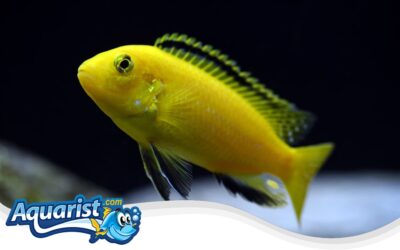 Electric Yellow Cichlid