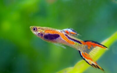 Endlers Guppy