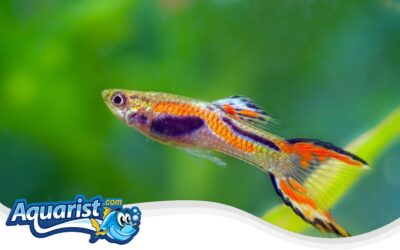 Endlers Guppy