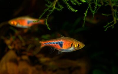 Espes Rasbora