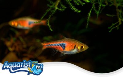 Espes Rasbora