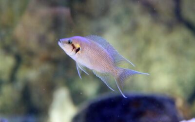 Fairy Cichlid