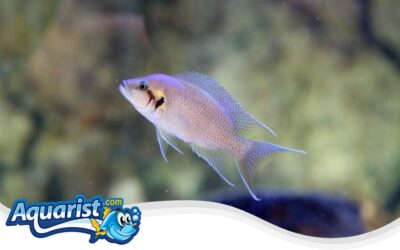 Fairy Cichlid