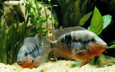 Firemouth Cichlid