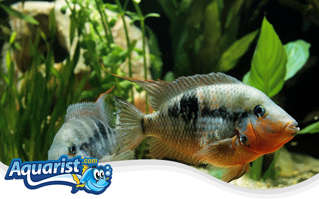 Firemouth Cichlid (Thorichthys meeki) in a freshwater aquarium
