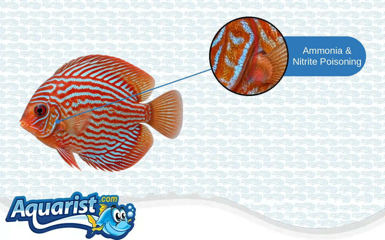Ammonia and Nitrite Poisoning in a freshwater fish