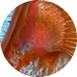 Ammonia and Nitrite Poisoning close-up