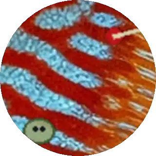 Anchor Worms and Fish Lice close-up