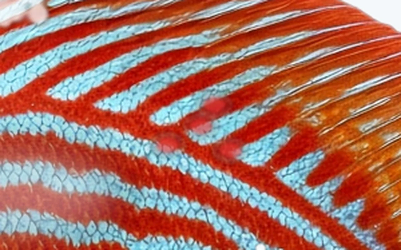 Body Flukes in a freshwater fish