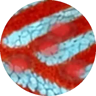 Body Flukes close-up
