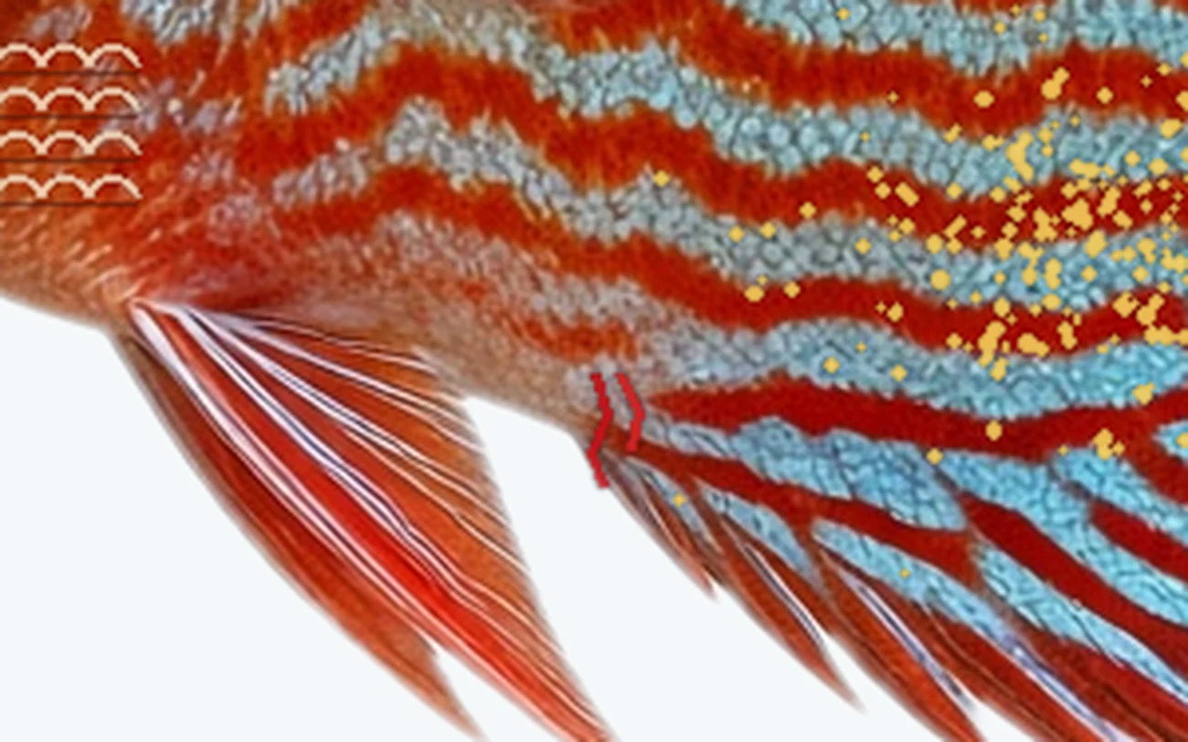 Camallanus and Other Worms in a freshwater fish