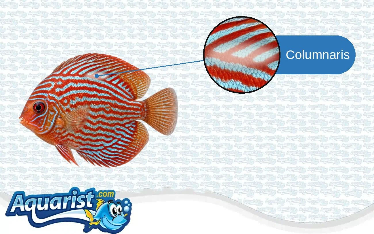 Columnaris in a freshwater fish