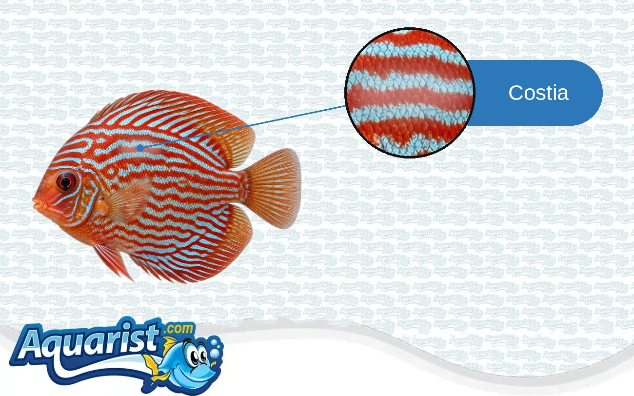 Costia in a freshwater fish