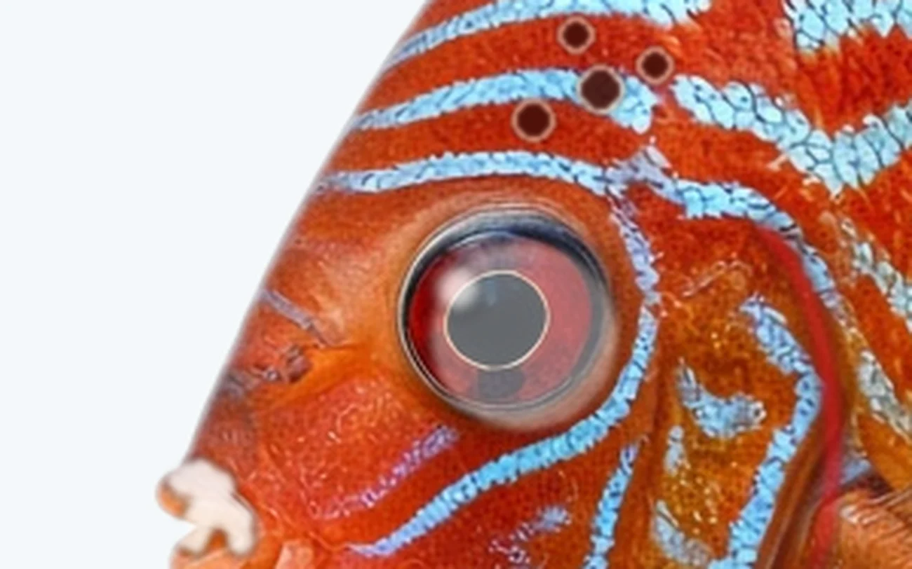 Eye Fluke in a freshwater fish