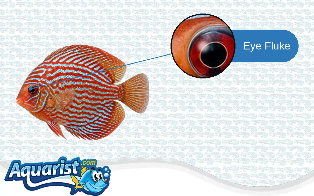 Eye Fluke in a freshwater fish