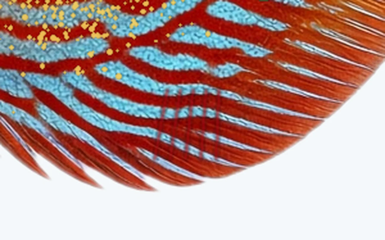 Fin Hemorrhaging in a freshwater fish