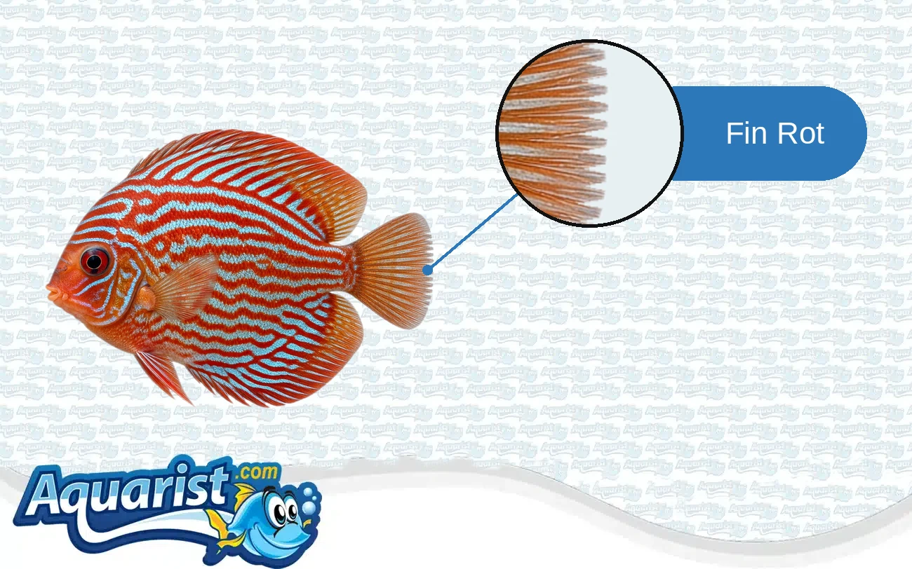 Fin Rot in a freshwater fish