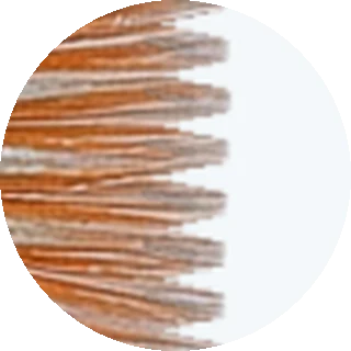 Fin Rot close-up