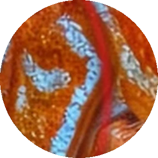Gill Flukes close-up