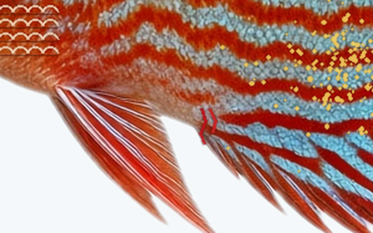 Hexamita (Internal Parasites) in a freshwater fish