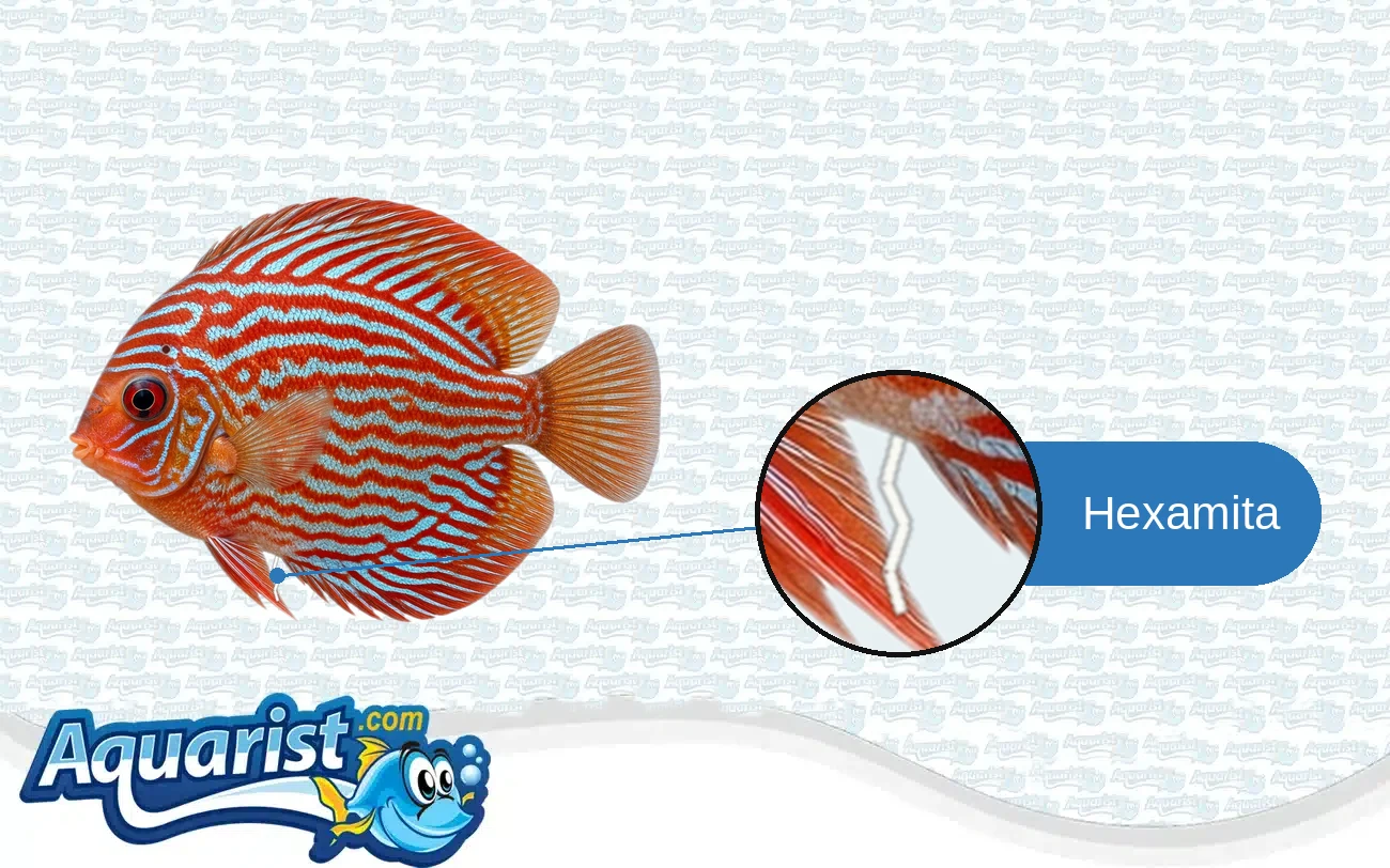 Hexamita (Internal Parasites) in a freshwater fish
