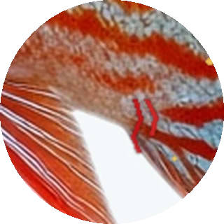 Hexamita (Internal Parasites) close-up