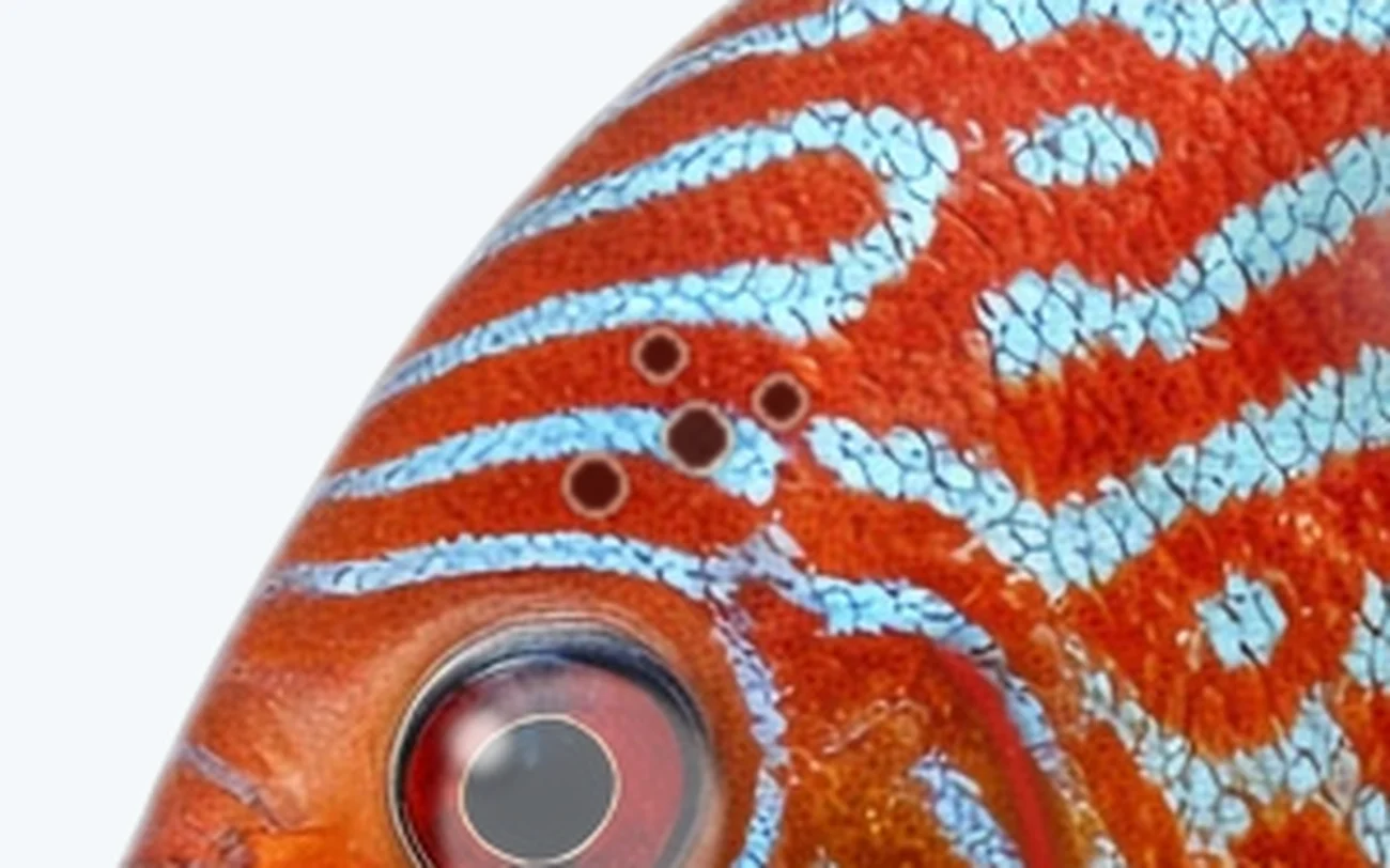 Hole-in-the-Head (HLLE) in a freshwater fish