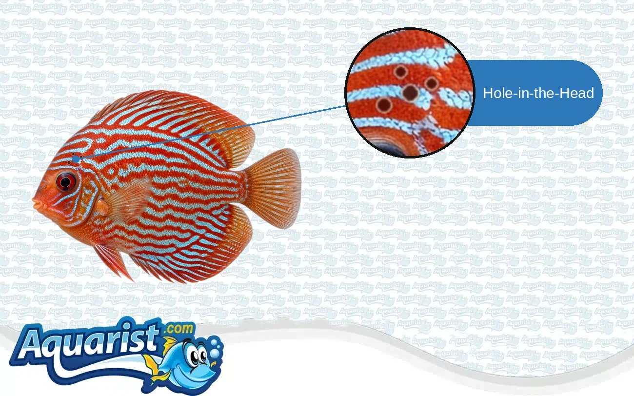 Hole-in-the-Head (HLLE) in a freshwater fish