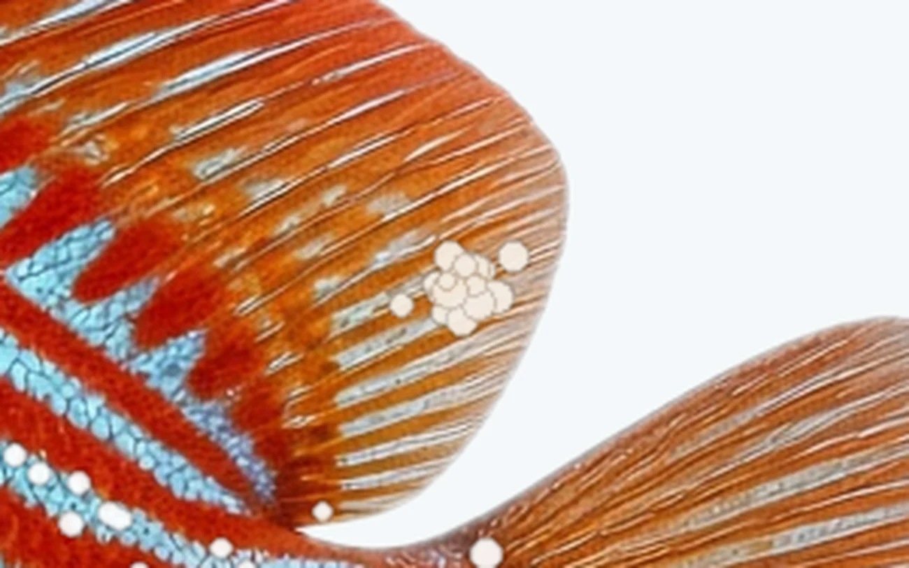 Lymphocystis in a freshwater fish