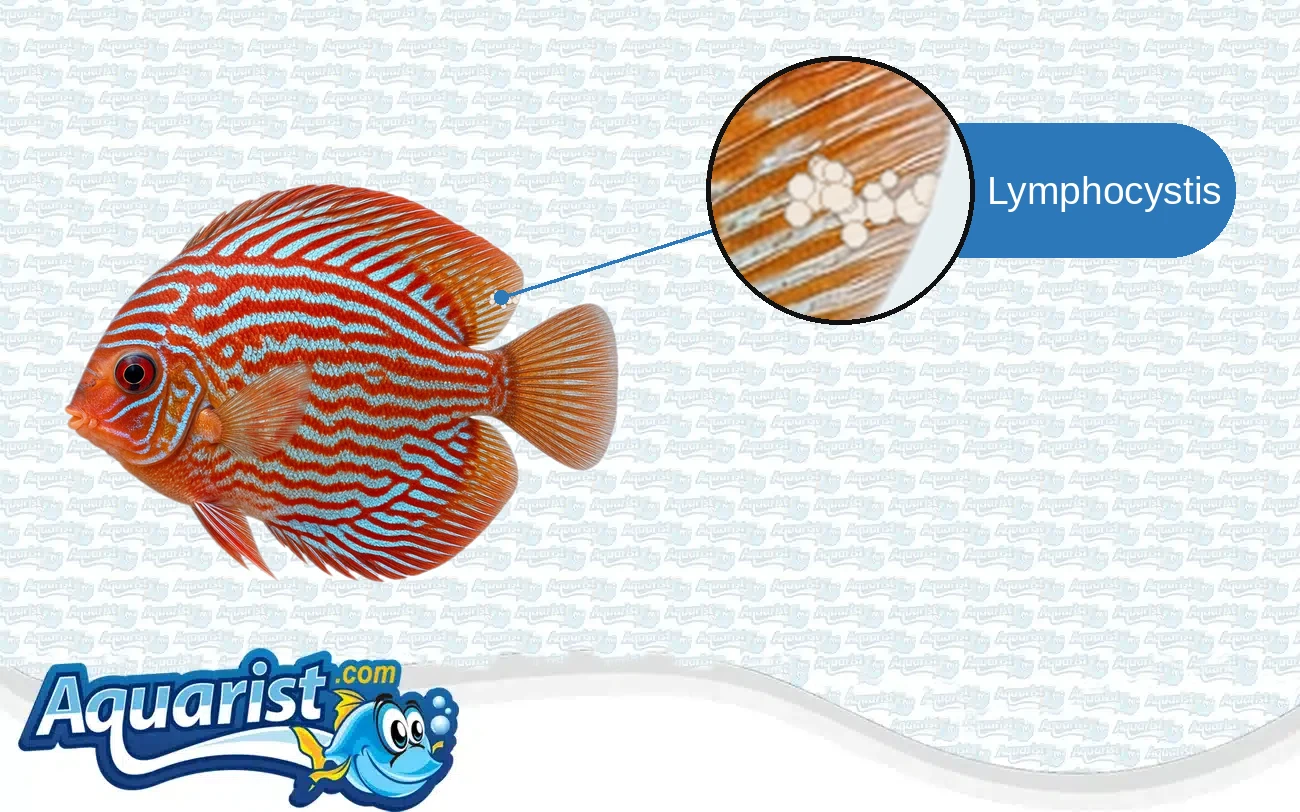 Lymphocystis in a freshwater fish